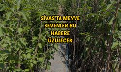 Sivas'ta meyve sevenler bu habere üzülecek