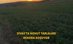 Sivas’ta nohut tarlaları rekora koşuyor