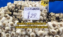 Sivaslıların Gözdesi O Sarımsak Henüz Gelmedi