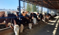 Sivas’ta Kadın Eller Hayvancılığı Değiştiriyor