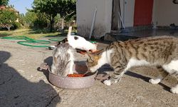 Sivas'taki O Bahçe Kedilerin Sarayı Oldu!