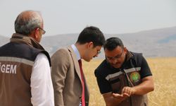 Türkiye'nin Tritikale Tohumunun Yarısı Sadece Sivas'ın O İlçeden!