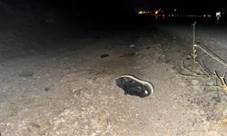 Traktörden düştü, önce kamyon sonra oto çarptı!..