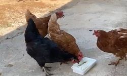 Tavuklarını dondurma ile serinletti