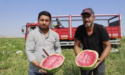 Sivas Tezgahlarındaki O Karpuzlar Nereden Geliyor?