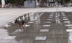 Sıcaktan bunalan köpeğin havuz keyfi