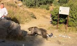 Kucağında bebekle ayı saldırısına uğradı.