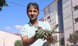 Sivas'ta yavru şahinle kurulan dostluk