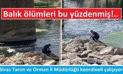 Sivas'ta balık ölümlerine sebep tespit edildi