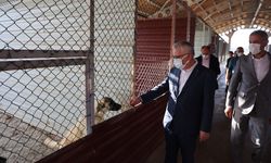 Sivas'ta sokak hayvanları için bu merkez takdir topluyor
