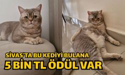 Sivas'ta bu kediyi bulana 5 bin TL ödül var