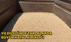 Yıldızeli’nde Tarlalarda Büyük Hayal Kırıklığı
