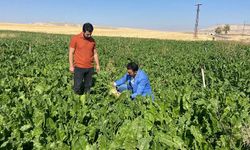 Başkan Çoban: Pancar 3 bin 750 TL olmalı!..