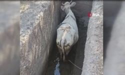 Sulama kanalına düşen inek için köy seferber oldu