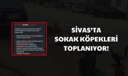Sivas'ta Sokak Köpekleri Toplanıyor!
