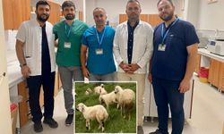 Sivas Kangal Koyunları daha sağlıklı olacak