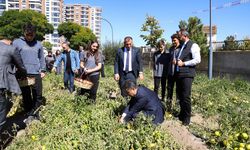 Plastik şişeden bahçeye: Çevreci proje meyvesini verdi