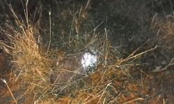 Civcivlerini tilki değil, bakın hangi hayvan yedi!...
