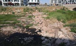 Kızılırmak’a renk katan ırmak sazlıklara teslim oldu