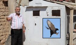 Sivas güvercinlerine çelik kasadan kümes!..