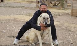 Kurtların kuzeni Kangallar artık daha farklı davranıyor: Nedeni ne?