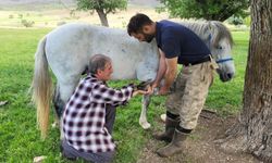 At nalı uğruna bir ömür: Bir direniş hikayesi