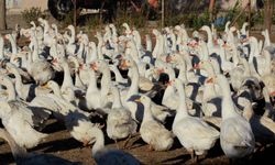 Gerçek Bir girişimcilik Haberi! Kars'a Bile Rakip Oldu!