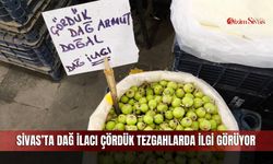 Sivas’ta dağ ilacı çördük tezgahlarda ilgi görüyor