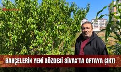 Bahçelerin yeni gözdesi Sivas’ta ortaya çıktı