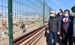 Sivas'ta sokak hayvanları için yeni dönem başlıyor mu?