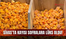 Sivas’ta kayısı sofralara lüks oldu!