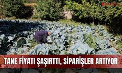 Tane fiyatı şaşırttı, siparişler artıyor