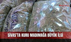 Sivas’ta kuru madımağa büyük ilgi