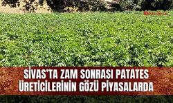 Sivas’ta zam sonrası patates üreticilerinin gözü piyasalarda