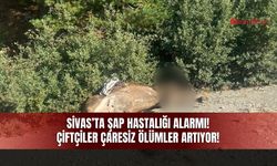 Sivas’ta şap hastalığı! Çiftçiler çaresiz!