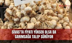 Sivas'ta fiyatı yüksek olsa da sarımsağa talep sürüyor