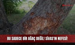 Bu Sadece Bir Ağaç Değil! Sivas'ın Nefesi!