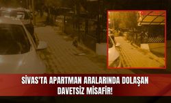 Sivas'ta Apartman Aralarında Dolaşan Davetsiz Misafir!