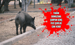 Yaban Domuzuna Çarpan Genç Feci Şekilde Can Verdi