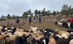 Hayvancılıkla uğraşanlara sürpriz eğitim: Ekipler sahadaydı