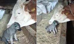 Sivas'ta hayvanların dostluğu yürekleri ısıttı