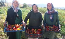 Toprağa Hayallerini Eken Kadınların Başarı Hikayesi