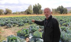 Sivas lahanası bu savaşı kaybetti! Verim az, kalite düşük