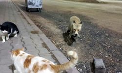 Sivas’ta tilki ve kedinin dostluğu görenleri şaşırttı
