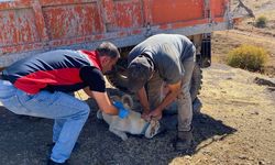 Sivas'ta Mikroçip takılmayan hayvanlar için geri sayım başladı