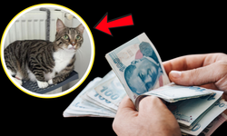 Kedisini Bulana 100 Bin Lira Nakit Ödeme Yapacak