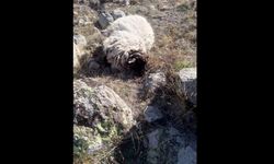 O Köyde Korku Dolu Anlar! Sabah Ortaya Çıkan Manzara Felaket!