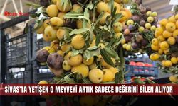 Sivas’ta yetişen o meyveyi artık sadece değerini bilen alıyor