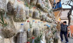 Soğanlar Bu Kez Toprakta Değil Duvarda Yetişiyor