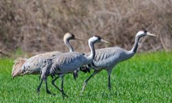 Turnaların Görüntülendiği Anlar Dikkat Çekti